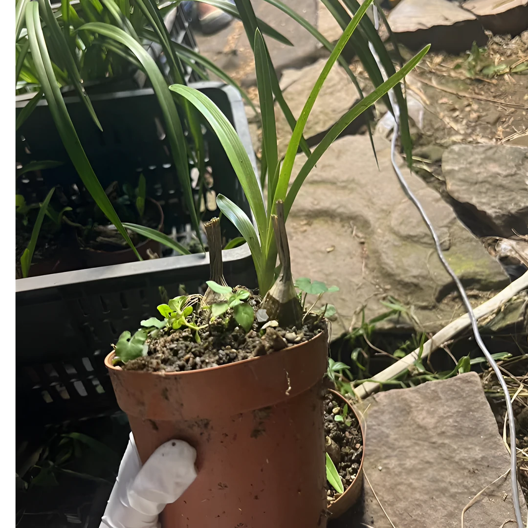 兰花盆栽老芦头发新芽偏远地区一盆包邮