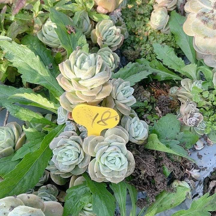 开****18干可爱可爱