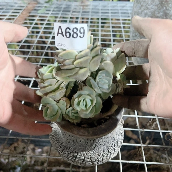 晓*a689可爱玫瑰