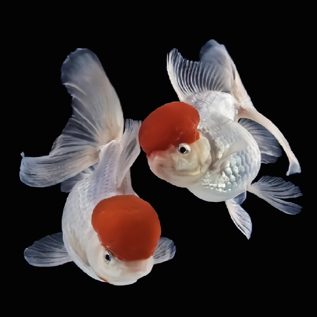 金鱼活鱼观赏鱼小型淡水好养冷水鱼鱼苗