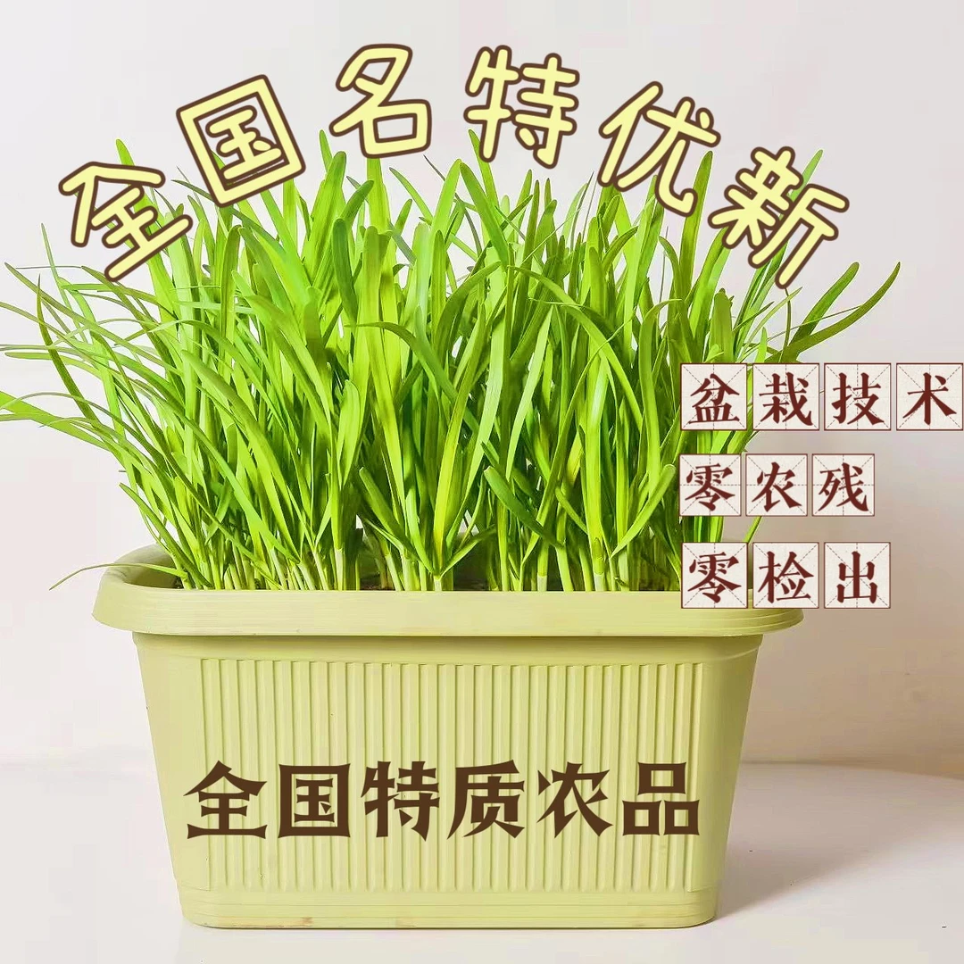 长韭之财盆栽韭菜（新春礼盒装）
