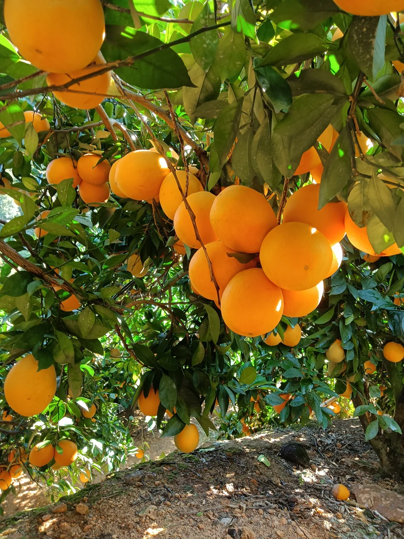赣南脐橙产地果园自产自销，精选靓果，当天采摘当天发货，礼盒包装