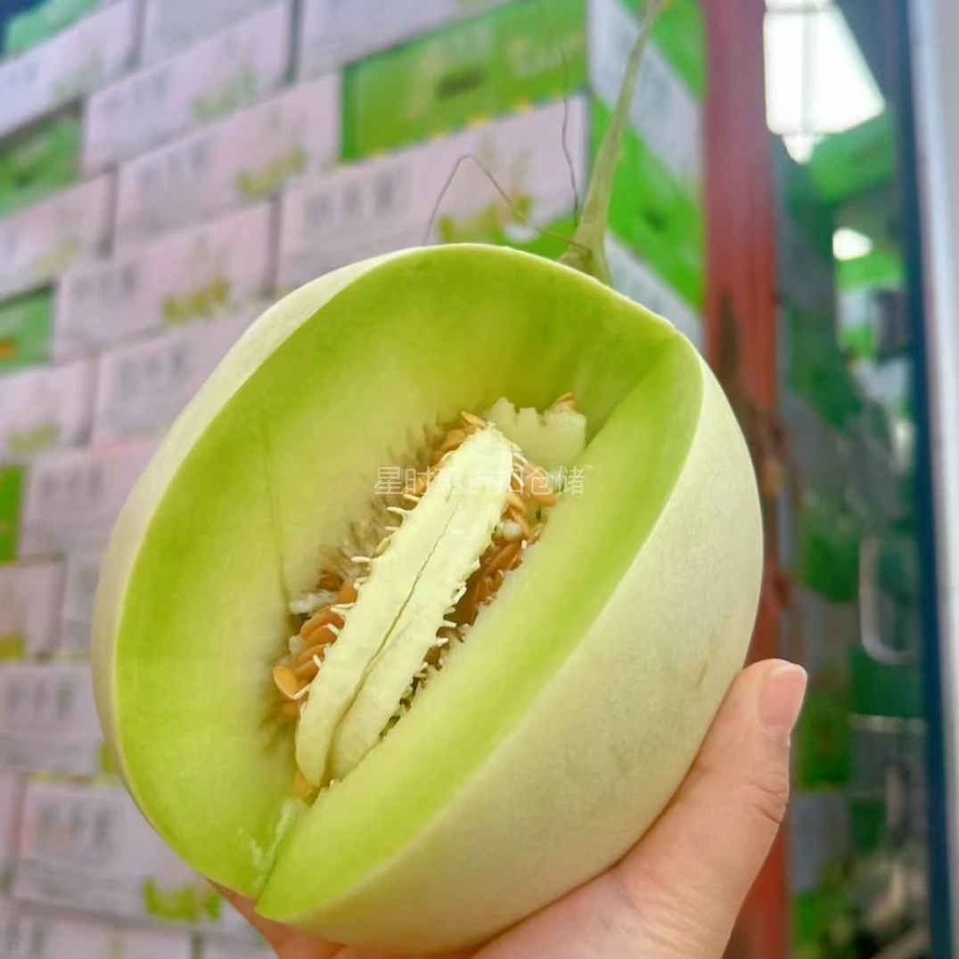 奶香蜜玉菇甜瓜1个（约1.6～2.5斤左右）