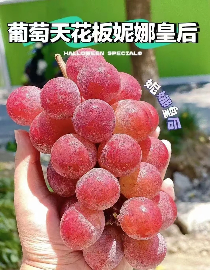 妮娜皇后1串（带盒约500g）