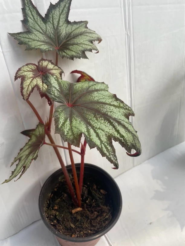红绿枫叶，秋海棠室内观赏植物