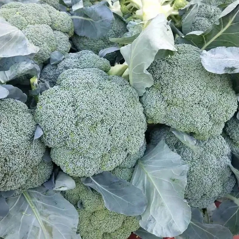 现摘新鲜西兰花青梗西蓝花绿花菜花椰菜当季健康蔬菜沙拉3/5斤