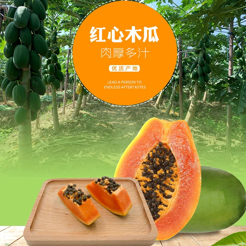 【顺丰】南沙冰糖木瓜蜜甜可口软滑细腻当天采摘当季水果优质种植