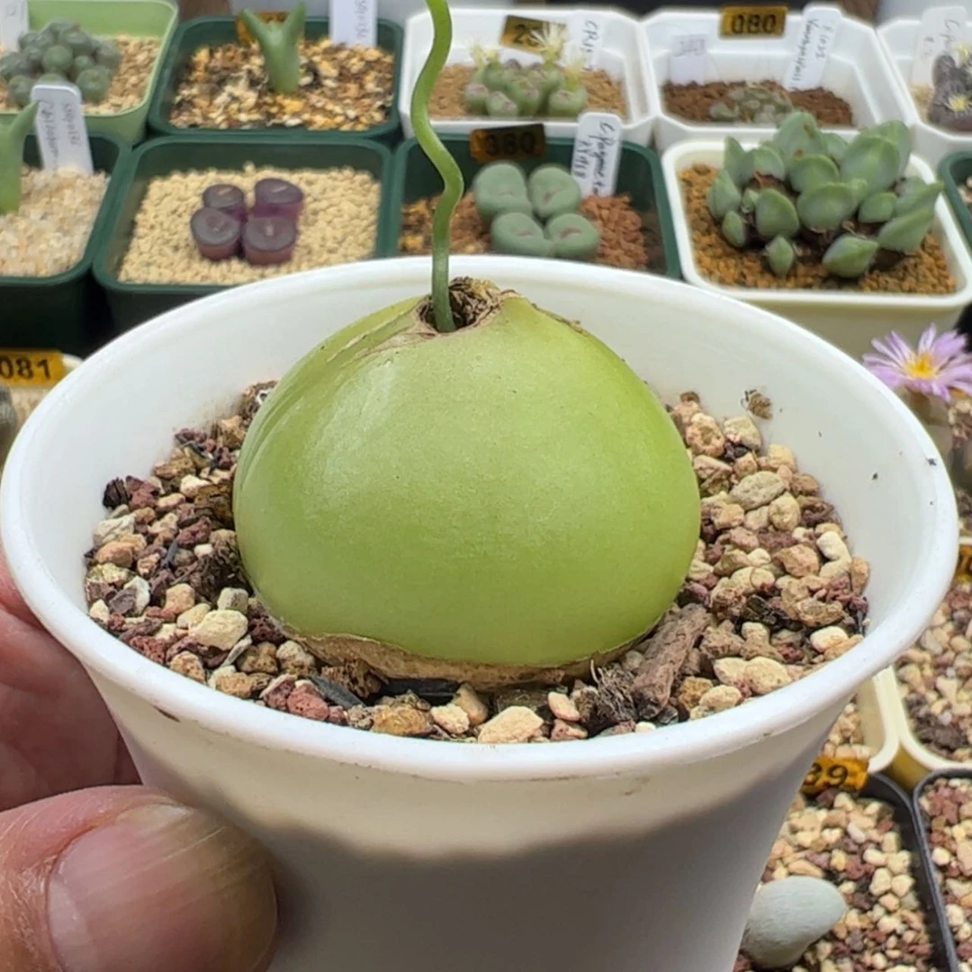 【闪购商品】028