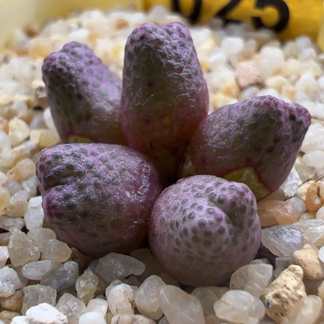 【闪购商品】025