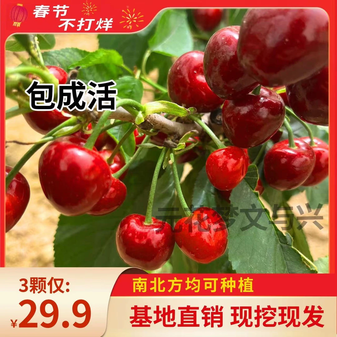 车厘子树苗美早樱桃树苗南北方盆栽地载耐寒抗高温庭院栽种栽种