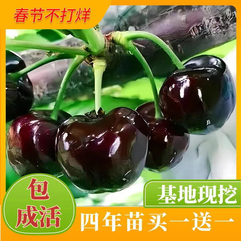 正宗黑珍珠车厘子樱桃树苗南北方盆栽地栽嫁接果树苗庭院种植养护