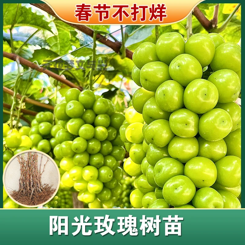 正宗嫁接阳光玫瑰葡萄树苗超甜特大葡萄庭院阳台盆栽地栽耐寒