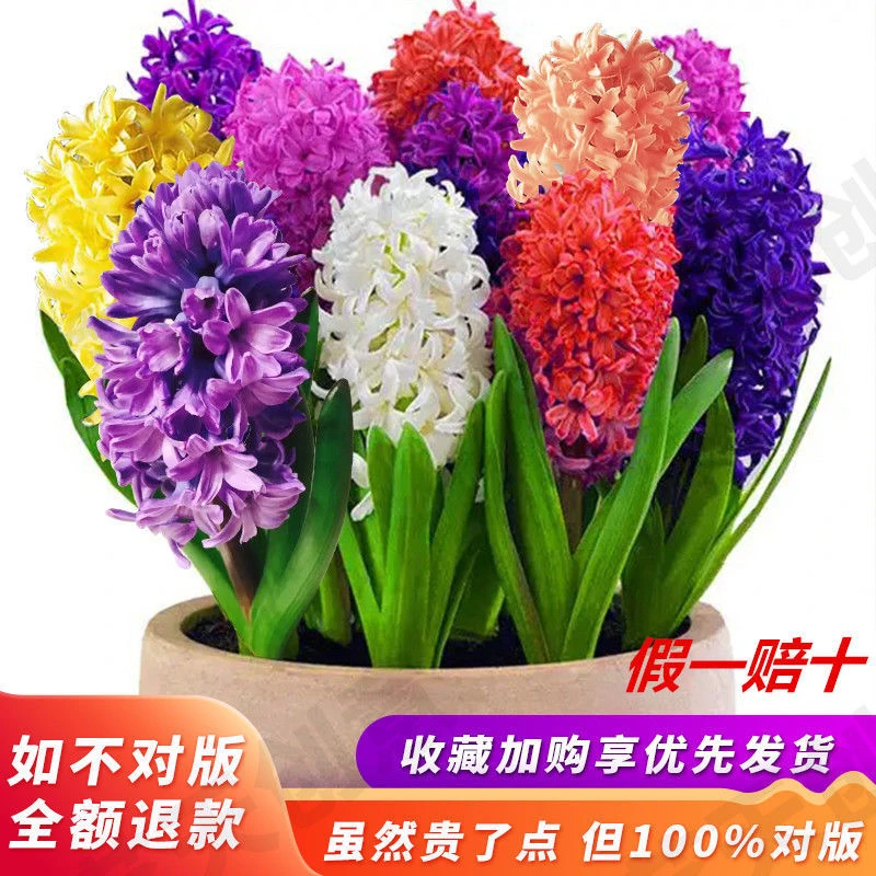 荷兰进口水培风信子种球浓香型花卉室内外阳台种植耐寒洋水仙植物