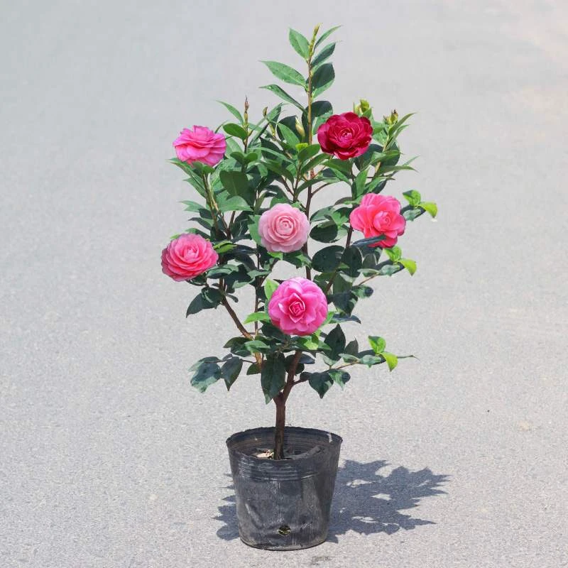 四季开花不断茶花盆栽树苗新品名贵庭院室外室内浓香型花卉绿植.
