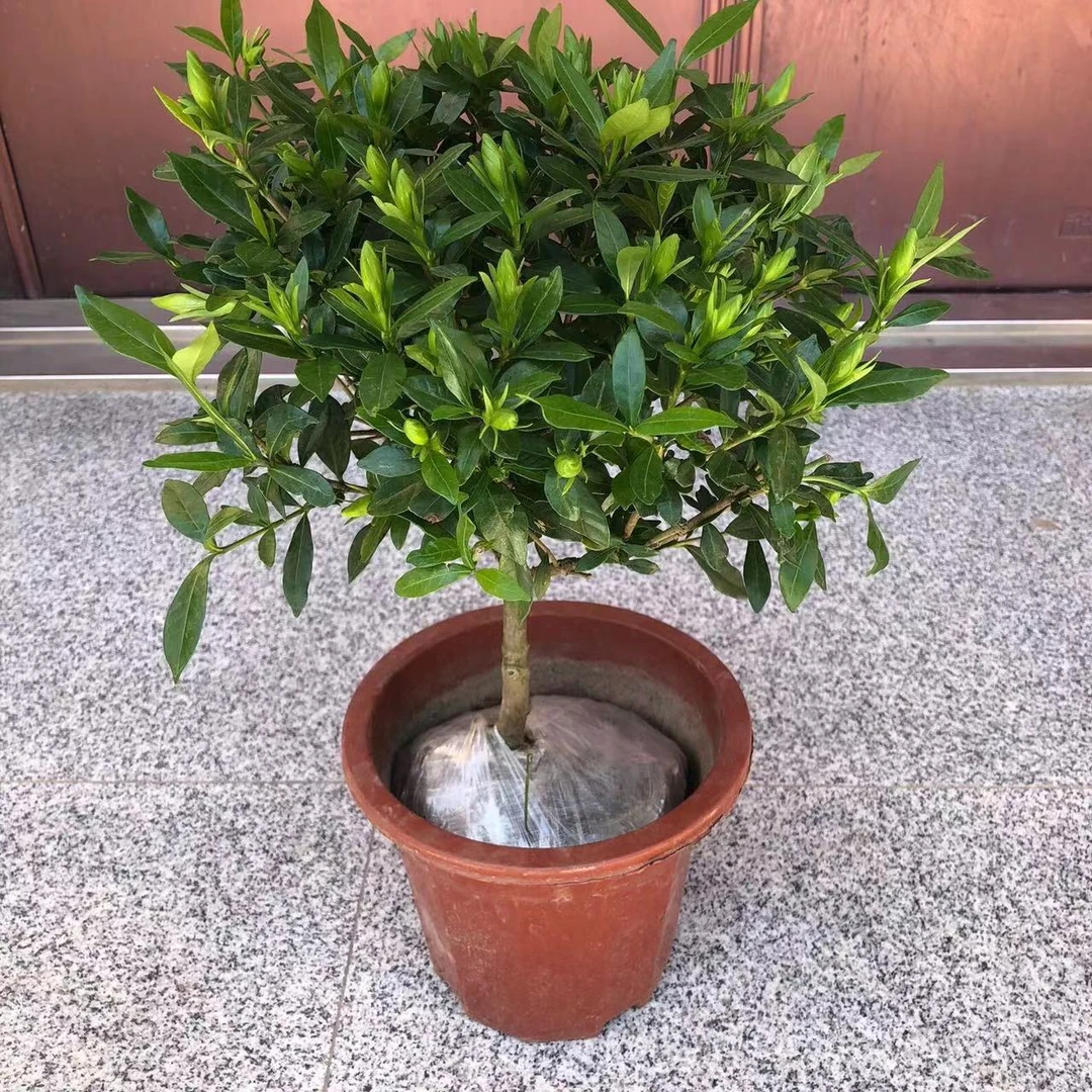 独杆小叶栀子花盆栽四季植物室内好养带花苞桌面阳台开花清香绿植