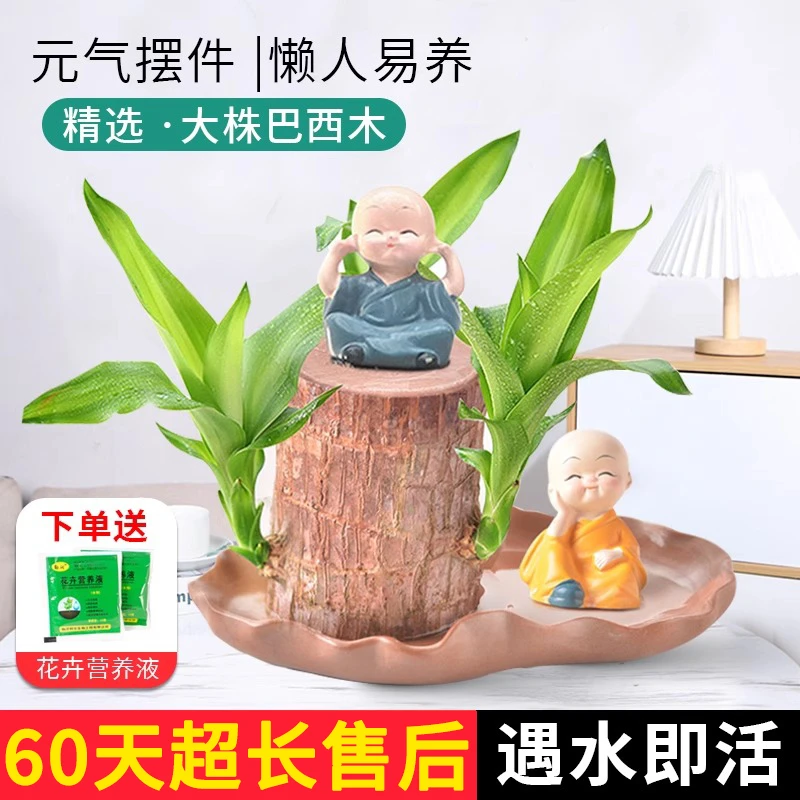 巴西木格鲁特水培幸运木水培花卉室内阳台夏季驱蚊绿植盆栽幸运木