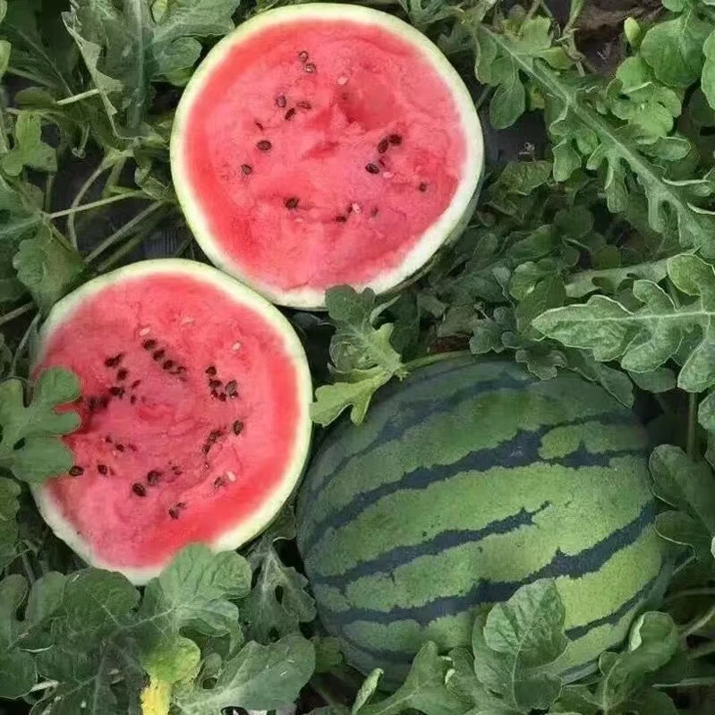 麒麟西瓜  麒麟西瓜