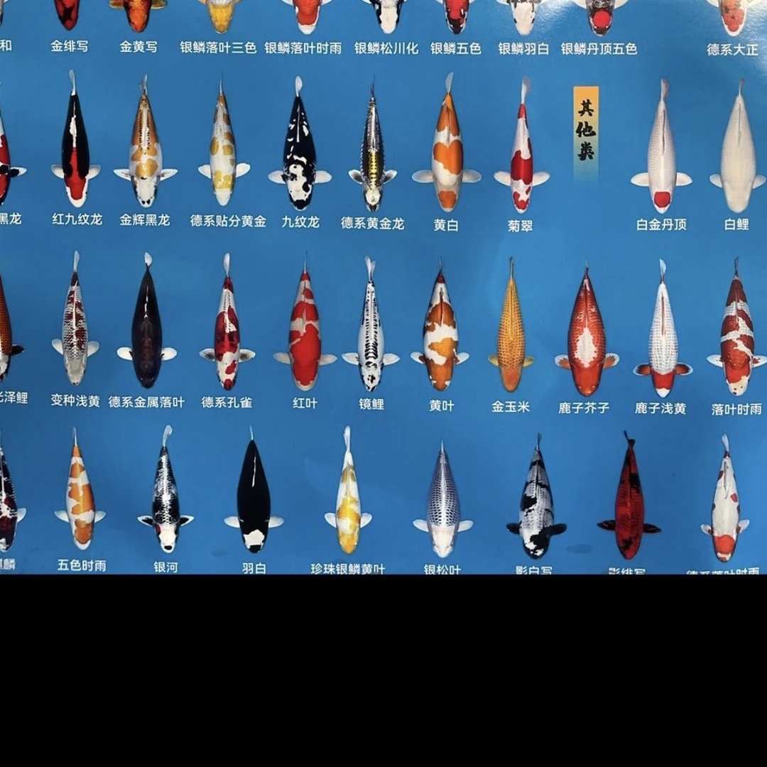 锦鲤鱼饲料两斤高蛋白水族鱼乌龟宠物各类