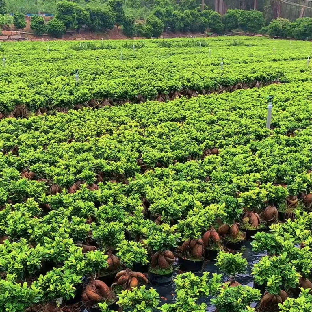 矮霸人参榕树龙年盆景室外阳台庭院绿植基地直发【景丰推荐好物】
