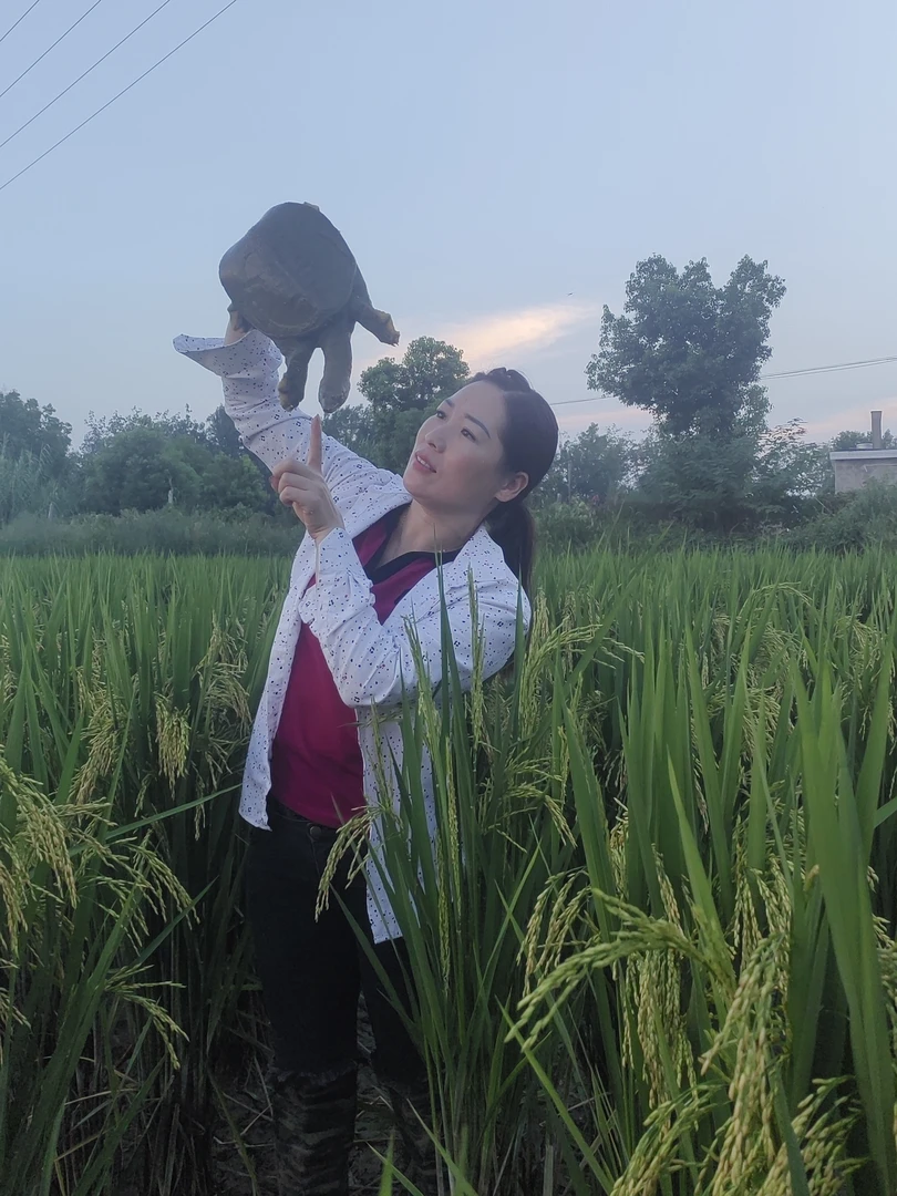 生态稻田甲鱼无添加