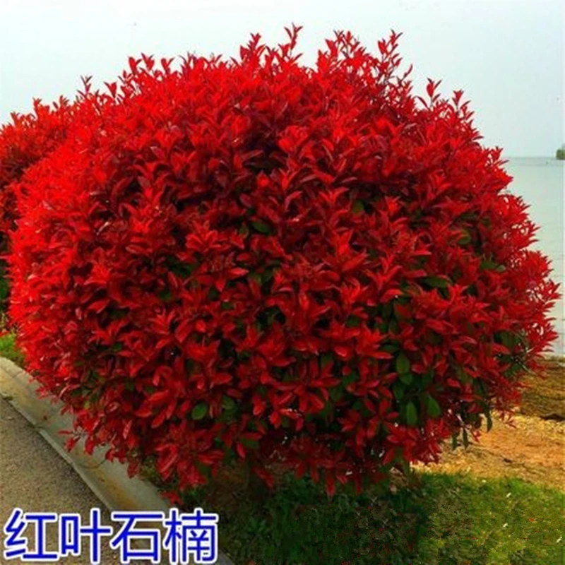 红叶石楠树苗四季常青庭院别墅绿化苗木盆栽红罗宾篱笆苗景观包邮