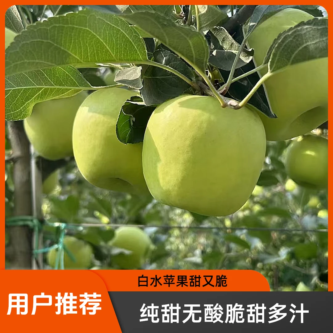 4.5斤白水瑞雪苹果纯甜无酸原产地发货新鲜新果陕西特产薄脆多汁