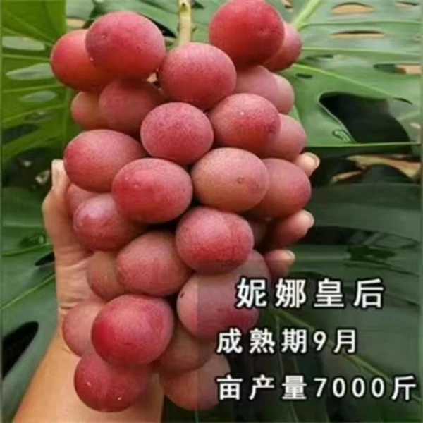 正宗葡萄树苗滕王 妮娜皇后 阳光玫瑰南北方均可栽种庭院盆栽地栽