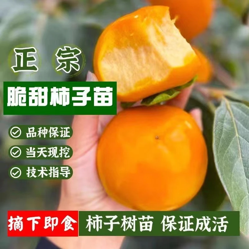 阳丰脆甜柿子果树苗摘下即吃无需脱涩南北方均可栽种盆栽地栽均可