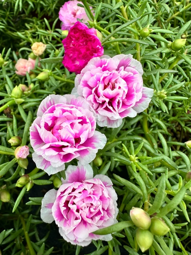 【一物一拍】宿根重瓣多色太阳花【收到货花朵闭合，介意勿拍】