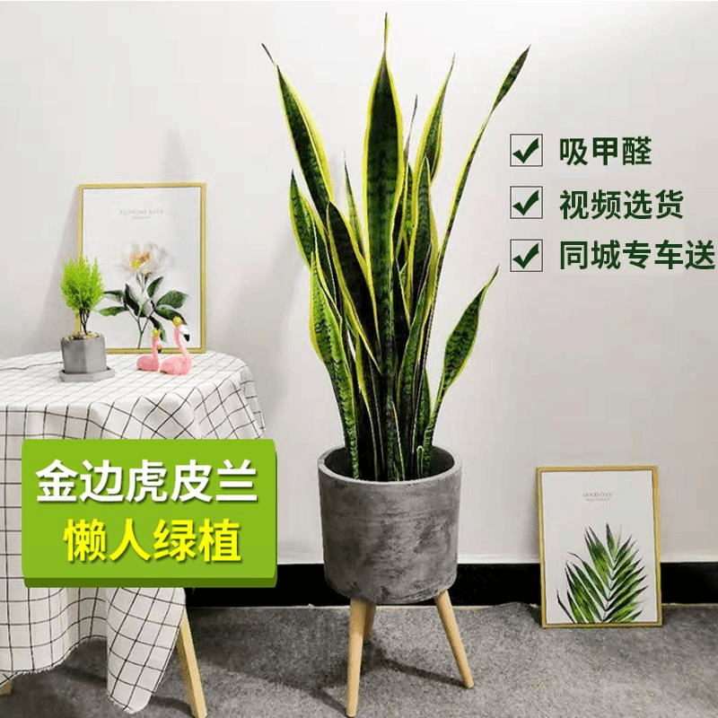 虎皮兰盆栽虎尾兰植物大金边净化空气室内吸甲醛防辐射懒人绿植