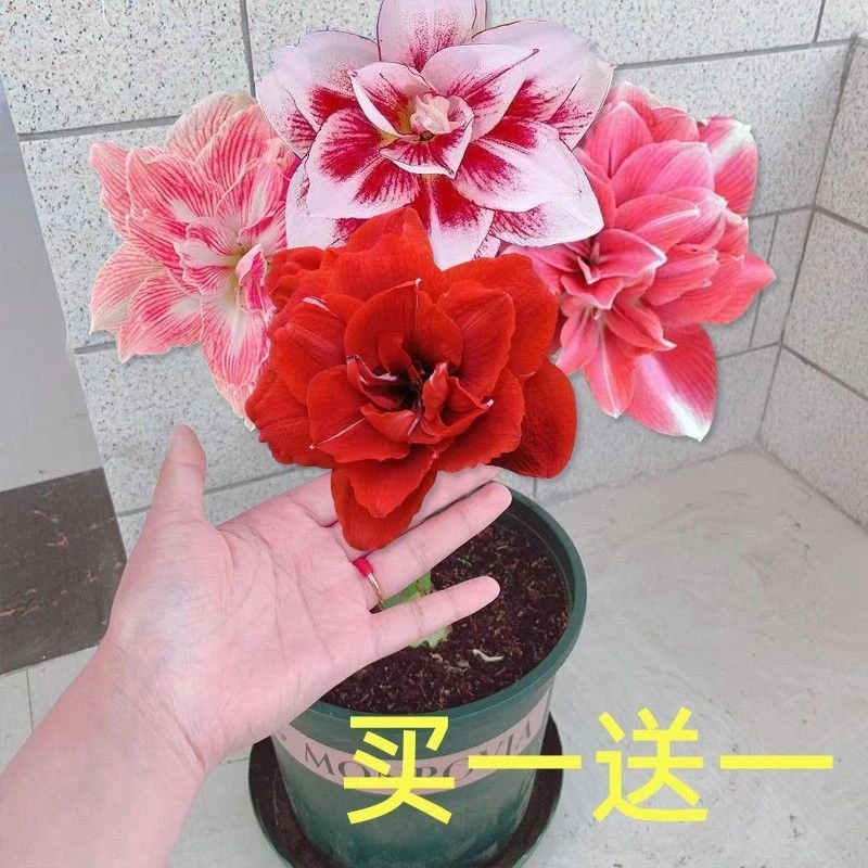 【买一送一】荷兰重瓣朱顶红 清香特色花卉盆栽大球好养活