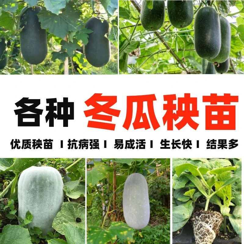 【冬瓜苗】绿春小冬瓜苗 巨型粉皮黑皮冬瓜苗冬瓜种子 黑皮圆宝瓜苗