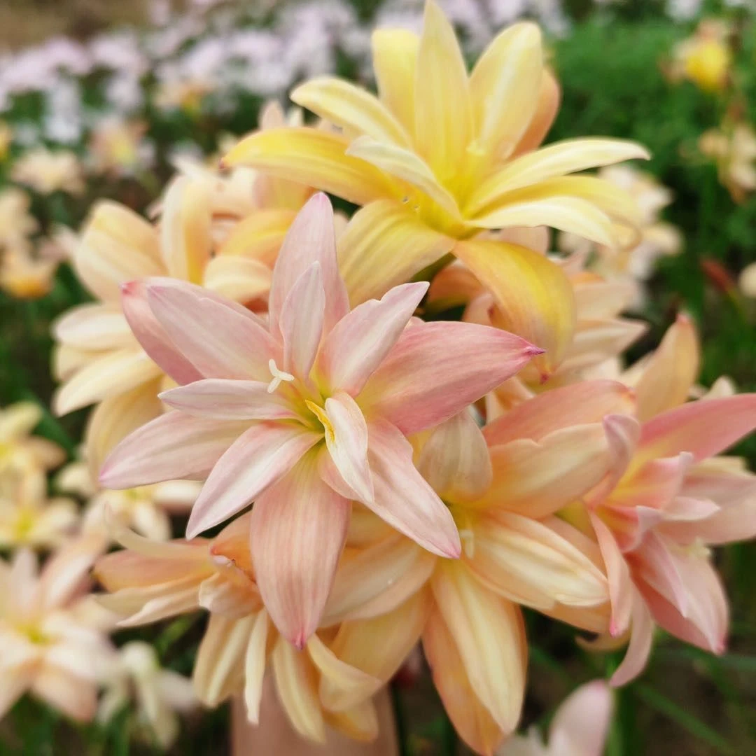 重瓣风雨兰种球  庭院阳台盆栽花卉 耐热耐寒植物 风雨花葱兰韭兰