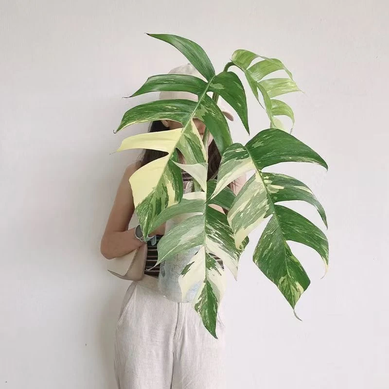 麒麟尾锦大叶片锦化藤蔓类爬藤室内观赏绿植