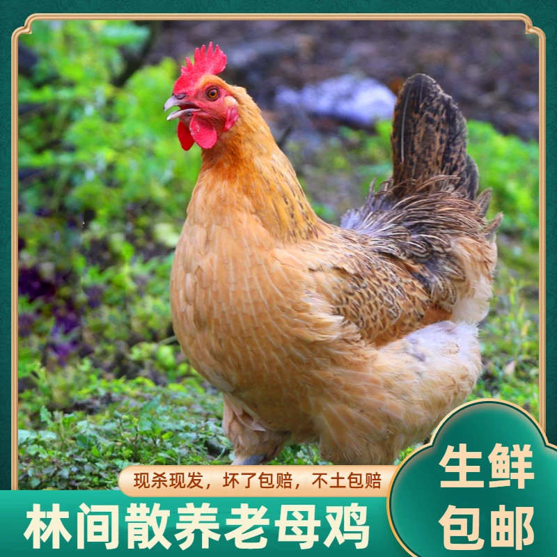 【2年2只肥西土老母鸡】营养鲜嫩散养黄油黑脚老母鸡2只净重5.5斤起
