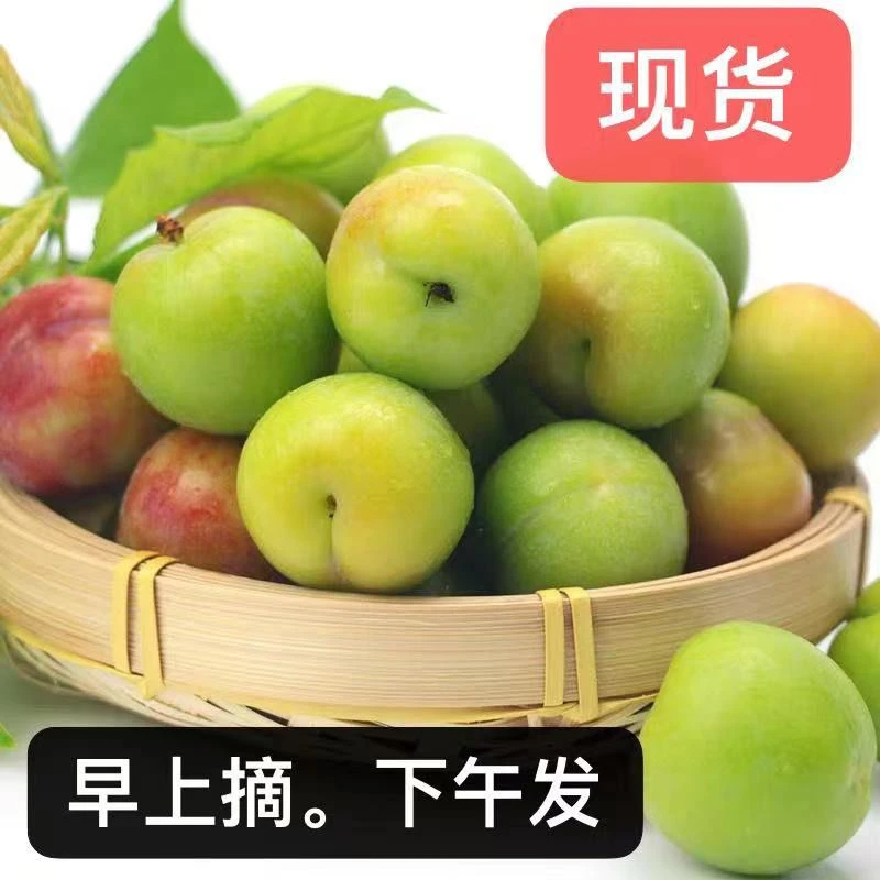 三月李子 李子 珍珠李 酸脆李子现摘现发李子孕妇水果