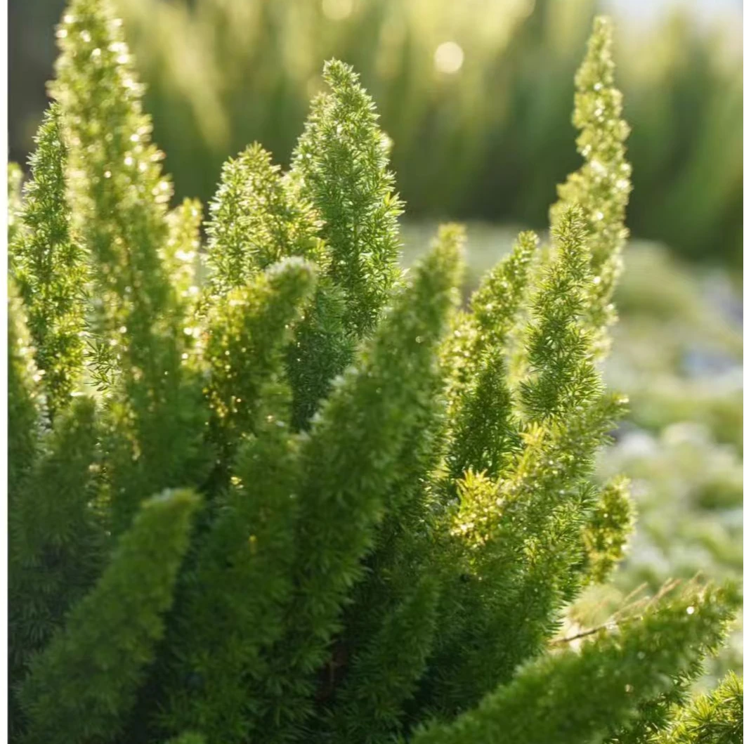 狐尾天门冬狐尾武竹多年生观叶植物阳台庭院花镜植物四季常绿