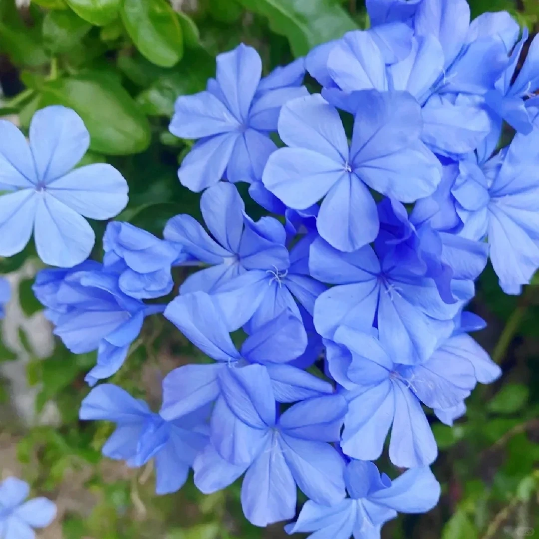 蓝雪花盆栽 夏季田园风小清新植物 阳台垂吊 藤本耐热花卉