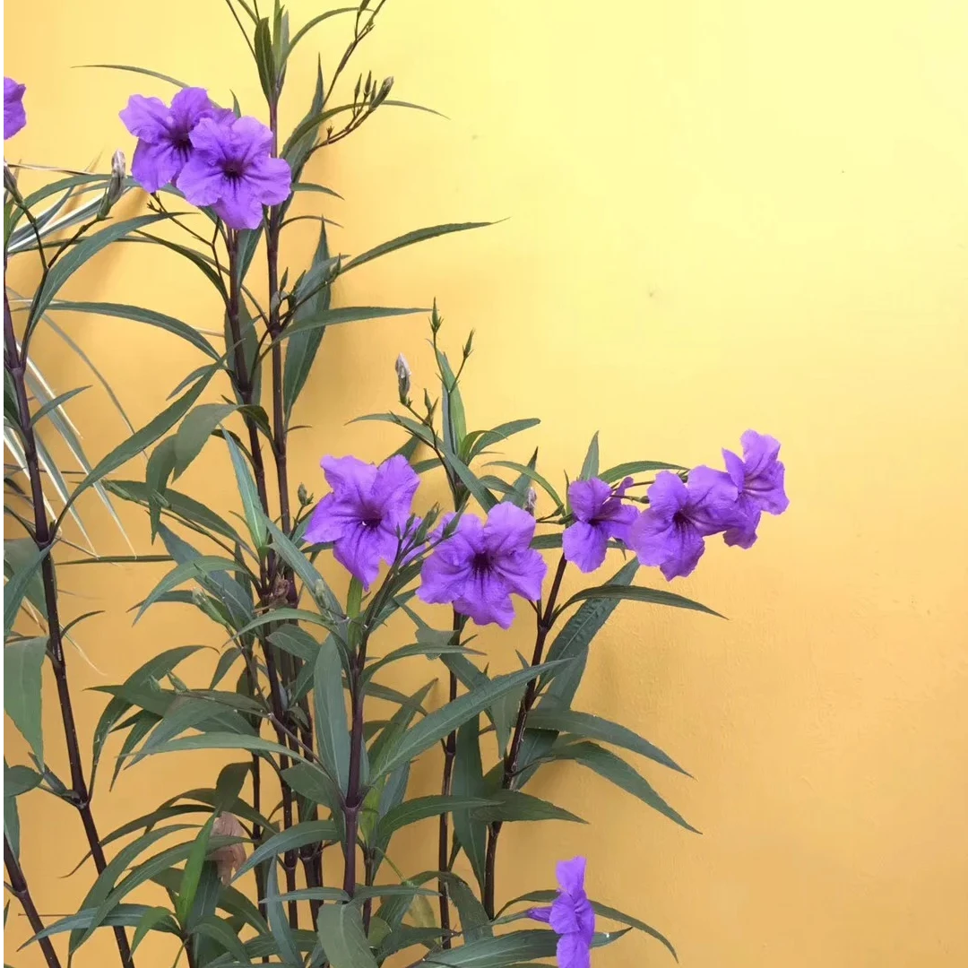 兰花草 多年生宿根 植物 矮生翠芦莉 阳台 盆栽 花园造景