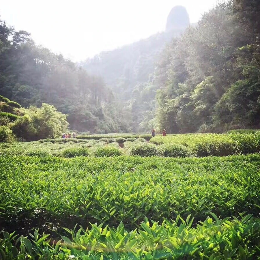 【老寒有茶】串（随型桶珠）+乌龙茶传统炭茶茶叶