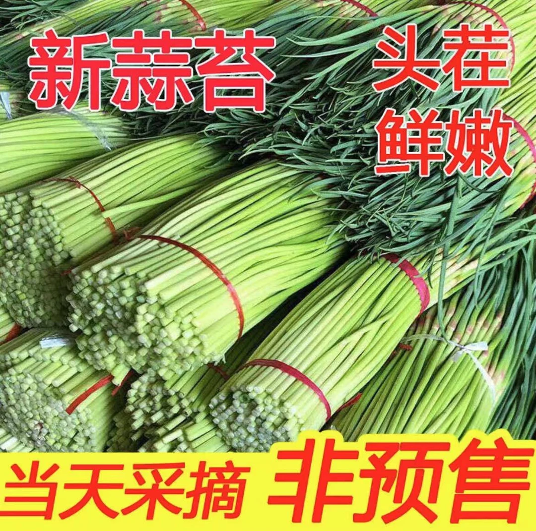 2023新鲜蒜苔河南新鲜农家自种大蒜蒜苔应季蔬菜1斤3斤5斤包邮
