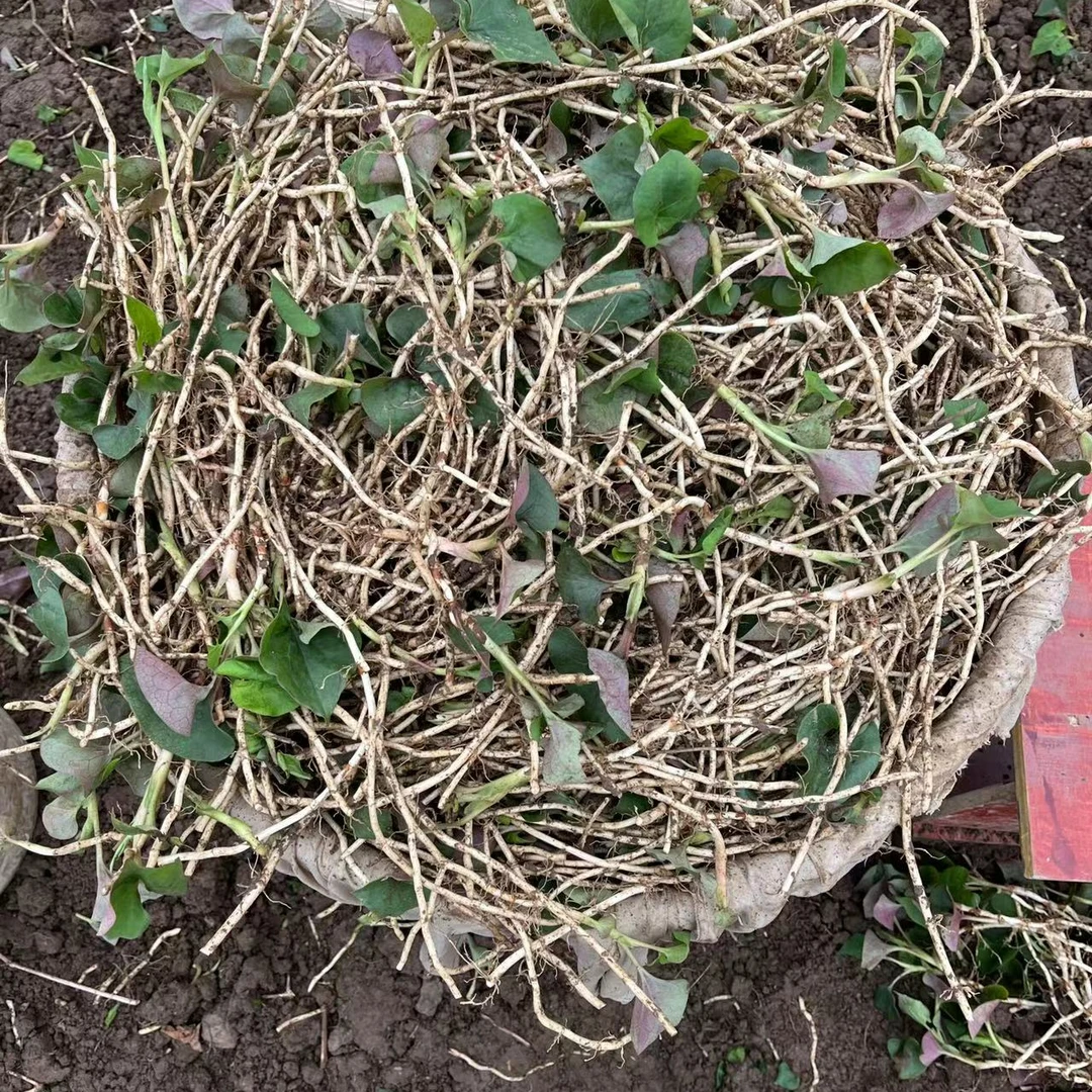 四川折耳根鱼腥草1/3/5/8斤