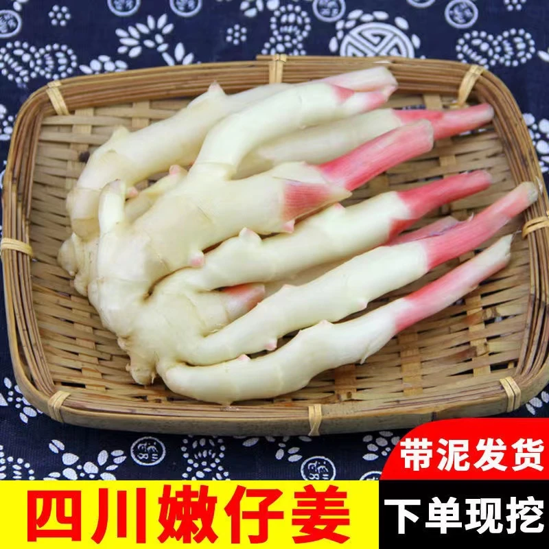 四川嫩仔姜子姜四川嫩仔姜正宗嫩姜芽半斤/1斤/2斤/3斤/5斤/8斤