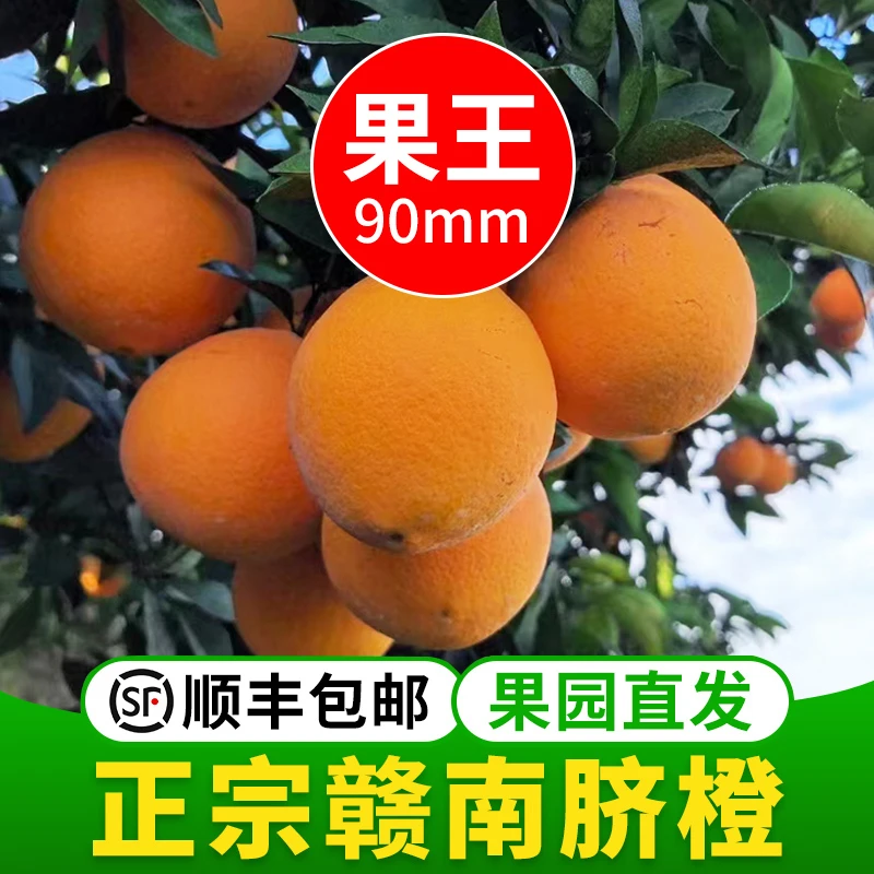 江西赣南脐橙产地现摘直发顺丰专线到家