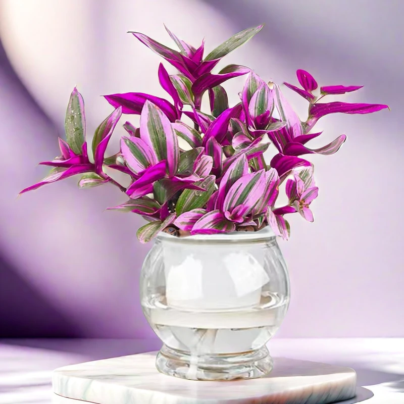 绿植绿萝发财树婚礼高档夜来香油画吊兰花卉植物好养水培美观室内