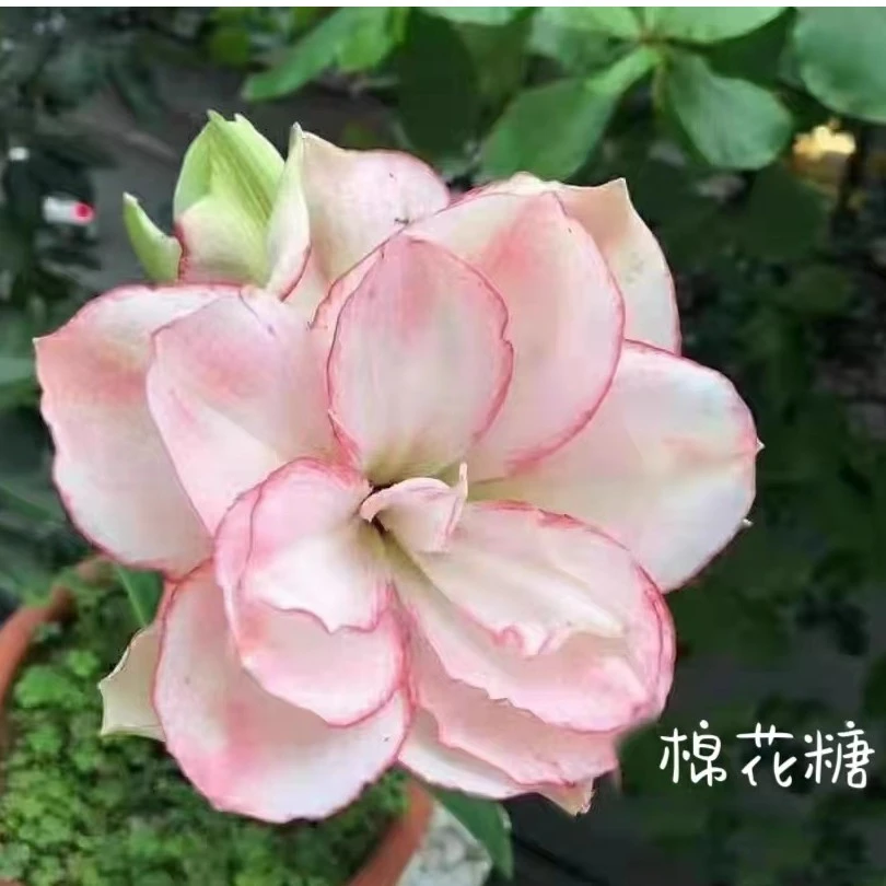 奥朱，日朱，台朱，朱顶红小苗.