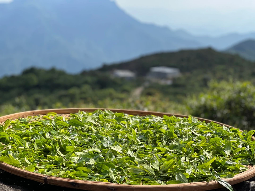 2025年大乌叶凤凰单丛茶