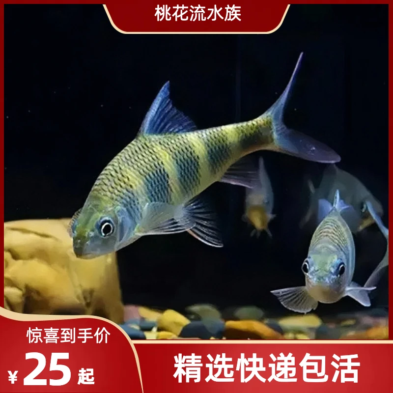 彩虹光唇虹彩光唇长鳍马口蹄鲃光唇活体观赏鱼原生鱼活体鱼苗包活