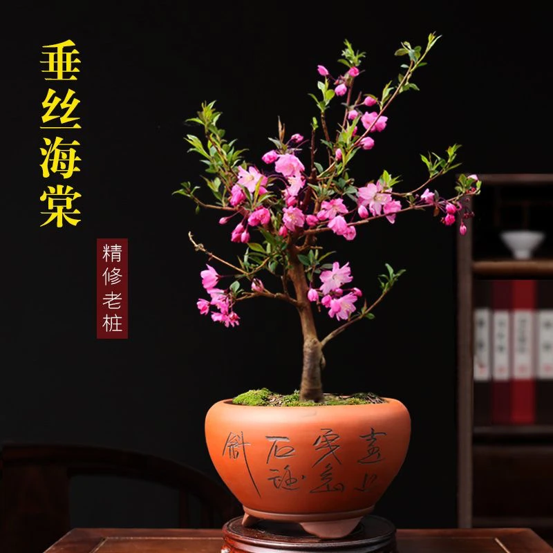 【四大名品】名品垂丝海棠盆栽盆景南北方都可以养殖