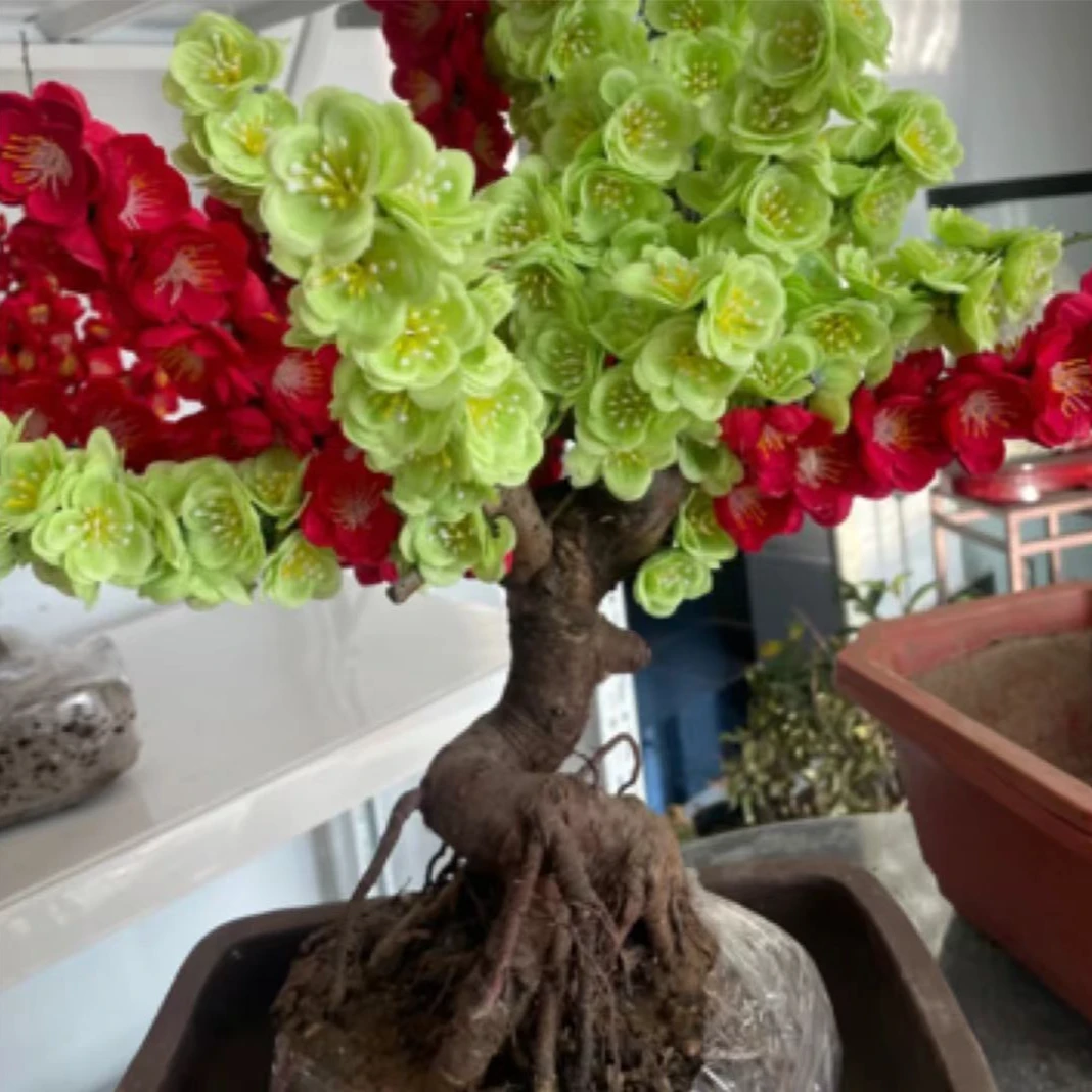 【两个品种 】双色梅花盆景耐寒植物